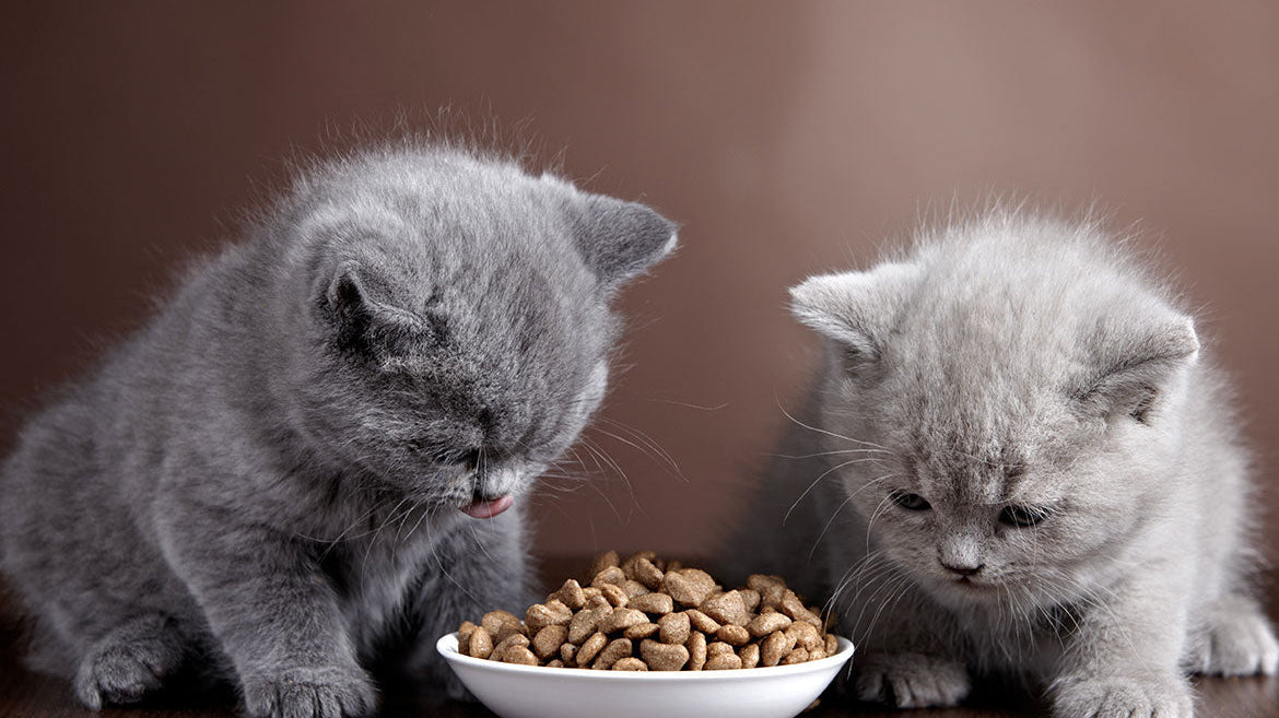 Kedi Mama Seçimi Nasıl Yapılır? (Veteriner Tavsiyeli)