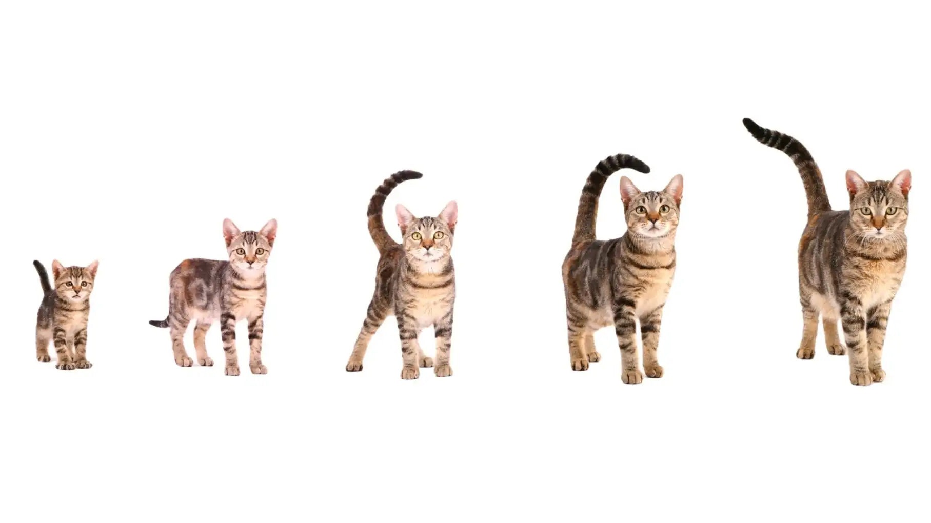 Kediler Kaç Yaşına Kadar Yaşar? Irklara Göre Yaşam Süresi ve Ömrü Uzatmanın Bilimsel Yolları