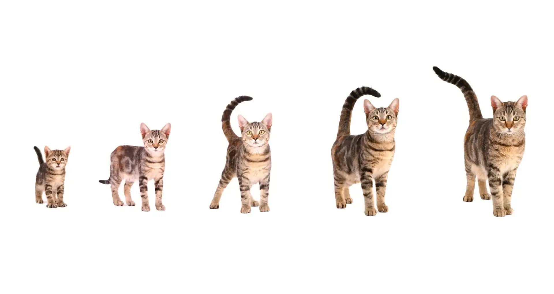 Kediler Kaç Yaşına Kadar Yaşar? Irklara Göre Yaşam Süresi ve Ömrü Uzatmanın Bilimsel Yolları